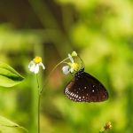 Koops-biodiversiteit-in-je-tuin