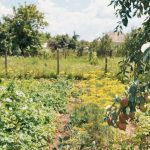 Koops-rust-in-je-landelijke-tuin