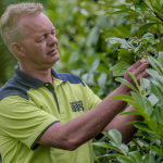 Koops-medewerker-plukt-van-een-boom