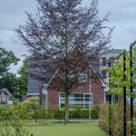 Volwassen boom planten